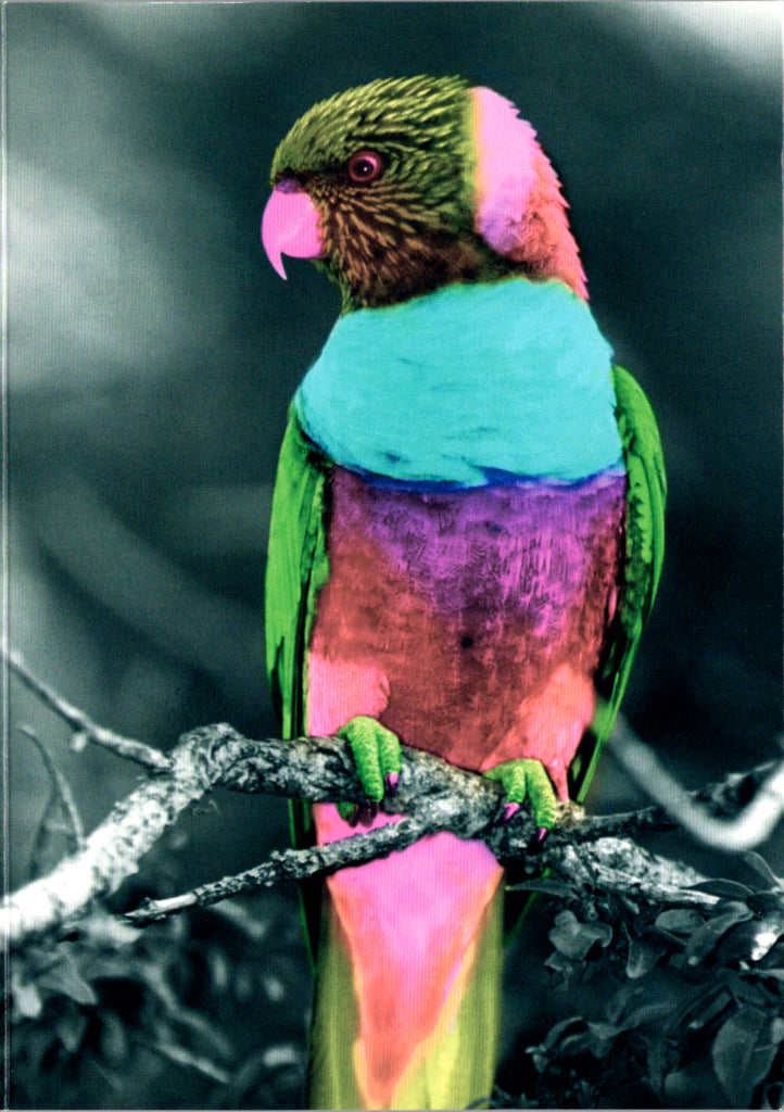 Lorikeet Blank Greeting Card Retail $2.99. Inside: BLANK | 8362 | 255343