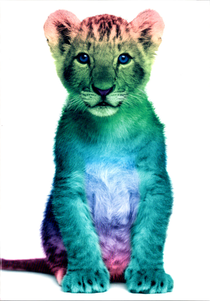 Lion cub Blank Greeting Card Retail $2.99. Inside: BLANK | 7095 | 255359