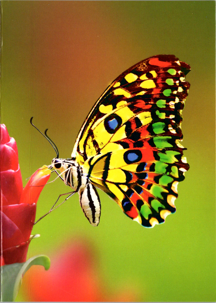 Butterfly blank card Retail $2.99. Inside: BLANK | 7772 | 255490