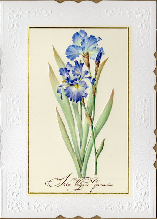 White lace border with purple iris stem blank embossed die-cut greeting card by Carol Wilson. Retail $4.25  | CRG1000 | 255820