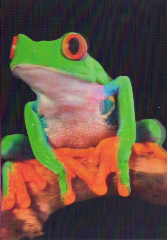 3D Frog Blank Greeting Card Retail $3.99. Inside: Blank | 5785 | 255904