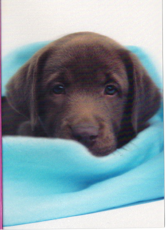 3D Chocolate lab Blank Greeting Card Retail $3.99. Inside: Blank | 05261A | 255950