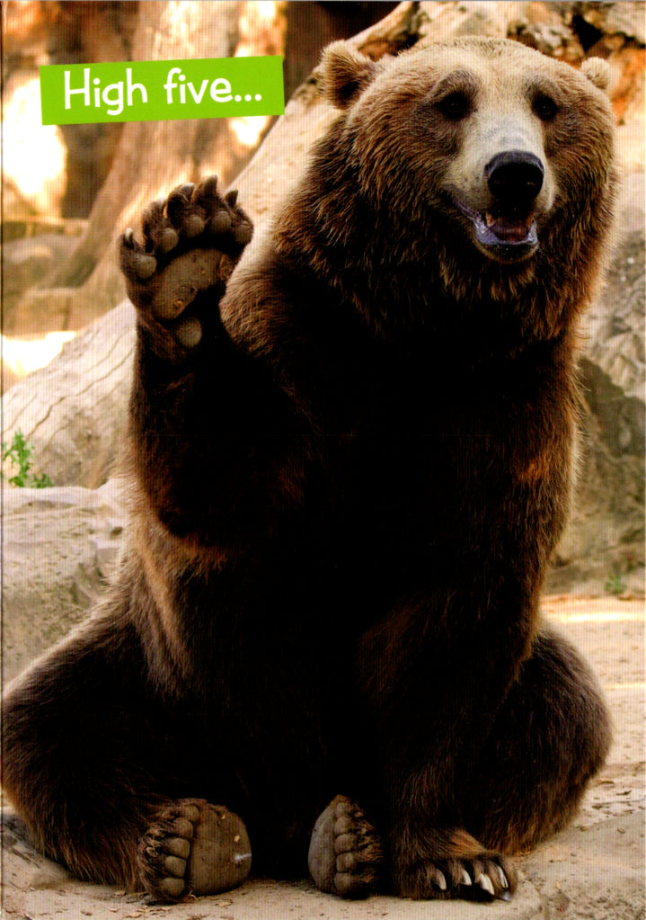 Quirky Critters- Bear high five- General Birthday. Retail $2.99 Inside: You're still alive. Have a great day. 5x7 Greeting Card | 7441 | 256148