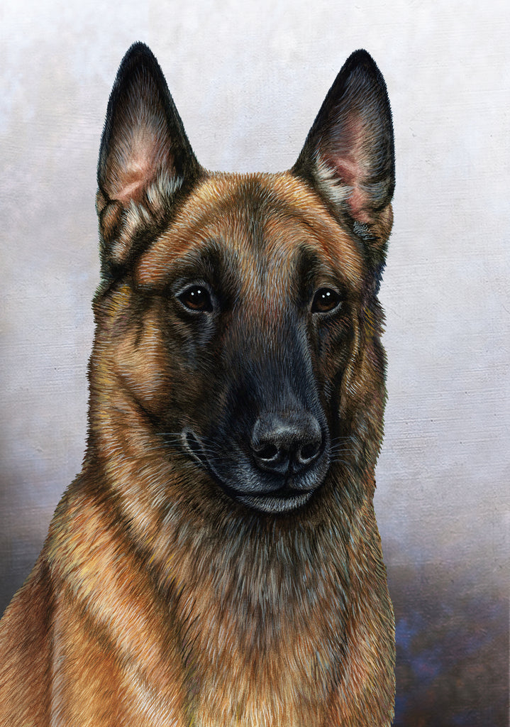 Belgian Malinois Dog by Tamara Burnett Blank Greeting Card 5x7 | 1013 | 259156