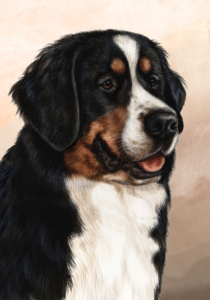 Bernese Mountain Dog by Tamara Burnett Blank Greeting Card 5x7 | 1014 | 259157