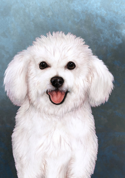 Bichon Frise Dog by Tamara Burnett Blank Greeting Card 5x7 | 1015 | 259158