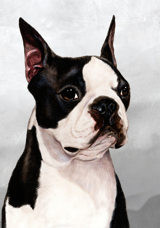 Boston Terrier Dog by Tamara Burnett Blank Greeting Card 5x7 | 1017 | 259160