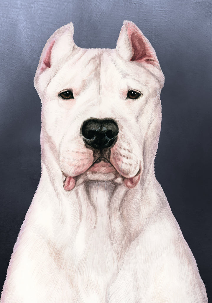 Dogo Argentino Dog by Tamara Burnett Blank Greeting Card 5x7 | 1045 | 259188