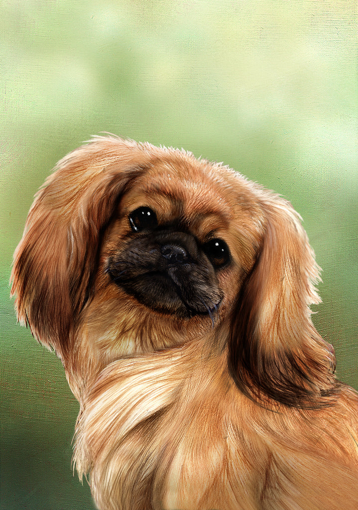 Pekingese Dog by Tamara Burnett Blank Greeting Card 5x7 | 1083 | 259226