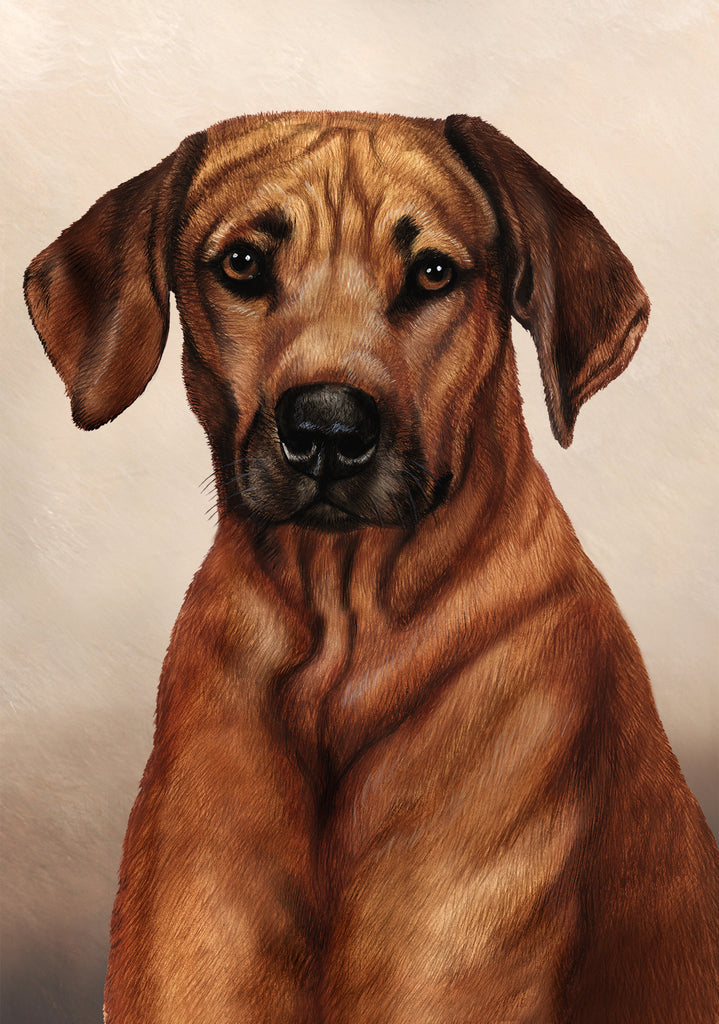 Rhodesian Ridgeback Dog by Tamara Burnett Blank Greeting Card 5x7 | 1089 | 259232