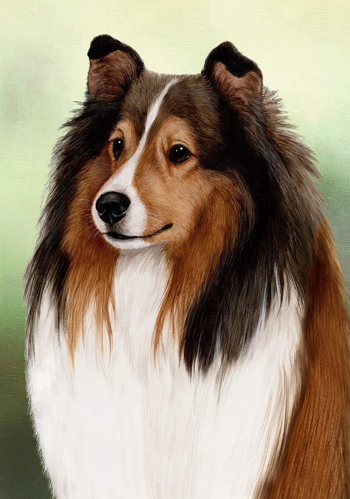 Shetland Sheepdog Dog by Tamara Burnett Blank Greeting Card 5x7 | 1094 | 259237