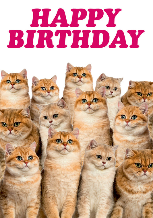 Dean Morris Lots Of Cats Funny Birthday Greeting Card 5x7 DMA313 | 259437