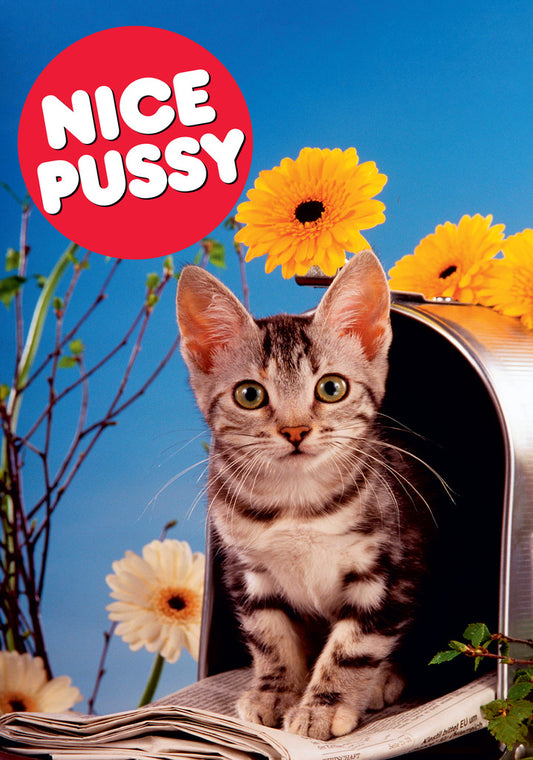 Dean Morris Nice Pussy Cute Kitten Mailbox Funny Valentine's Day Greeting Card 5x7 DMV30 | 259676