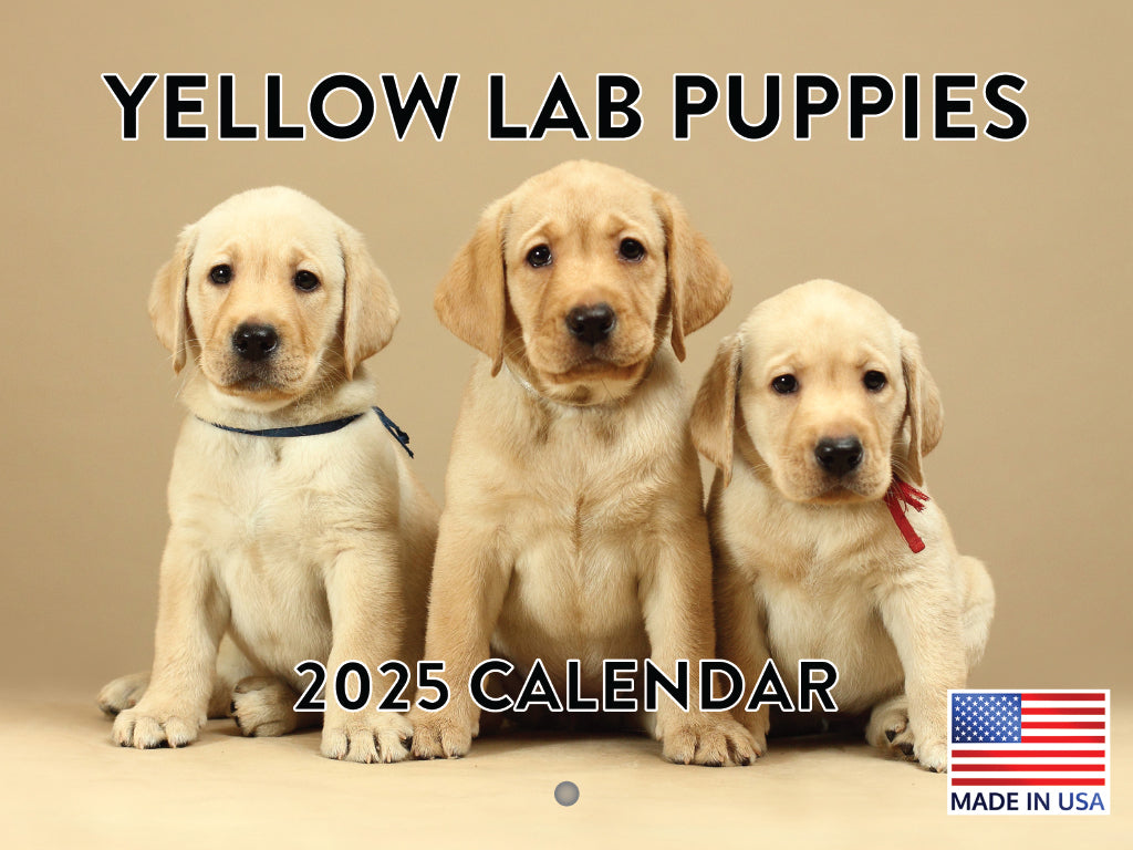 Yellow Lab Puppy Calendar 2025 Monthly Wall Calender 12 Month | Made In The USA 261747