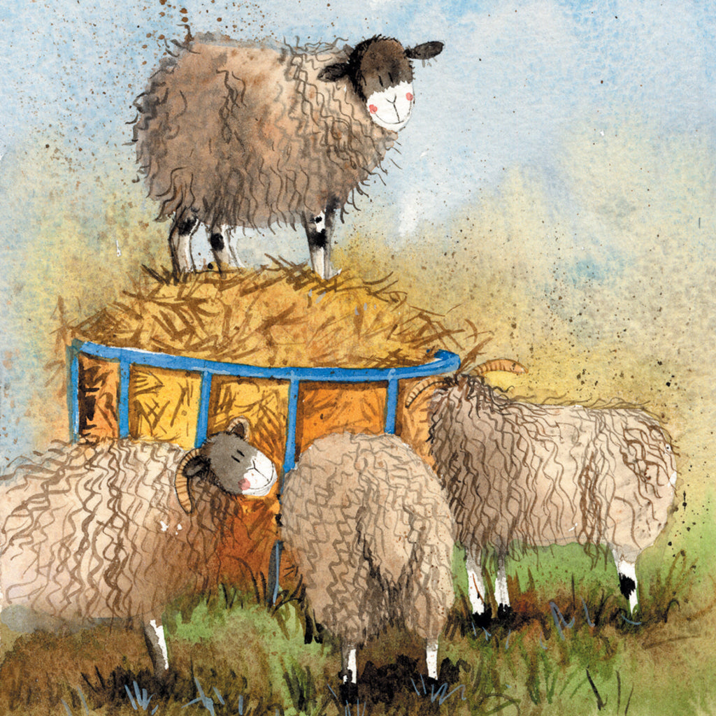 SHEEP & HAY BLANK CARD AC753