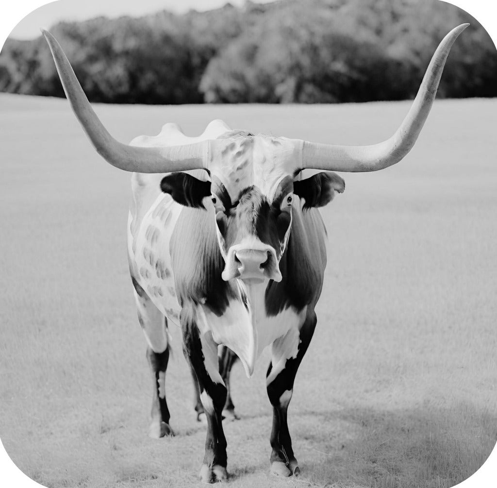 Texas Longhorn Standing In Pasture V2 Drink Coaster 264957 2558 264957