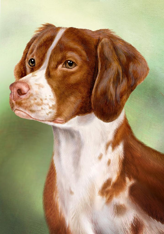 Brittany Dog by Tamara Burnett Box of 10 Blank Note Cards 4x5 266563 1025-4x5