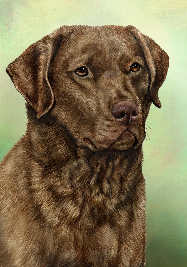 Chesapeake Bay Retriever Dog by Tamara Burnett Box of 10 Blank Note Cards 4x5 266573 1034-4x5