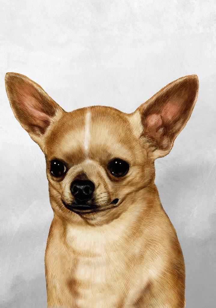 Chihuahua Dog by Tamara Burnett Box of 10 Blank Note Cards 4x5 266574 1035-4x5