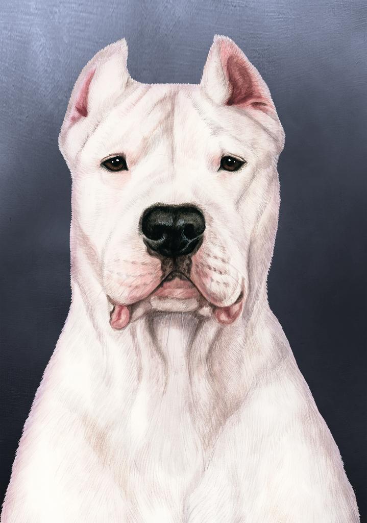 Dogo Argentino Dog by Tamara Burnett Box of 10 Blank Note Cards 4x5 26 ...