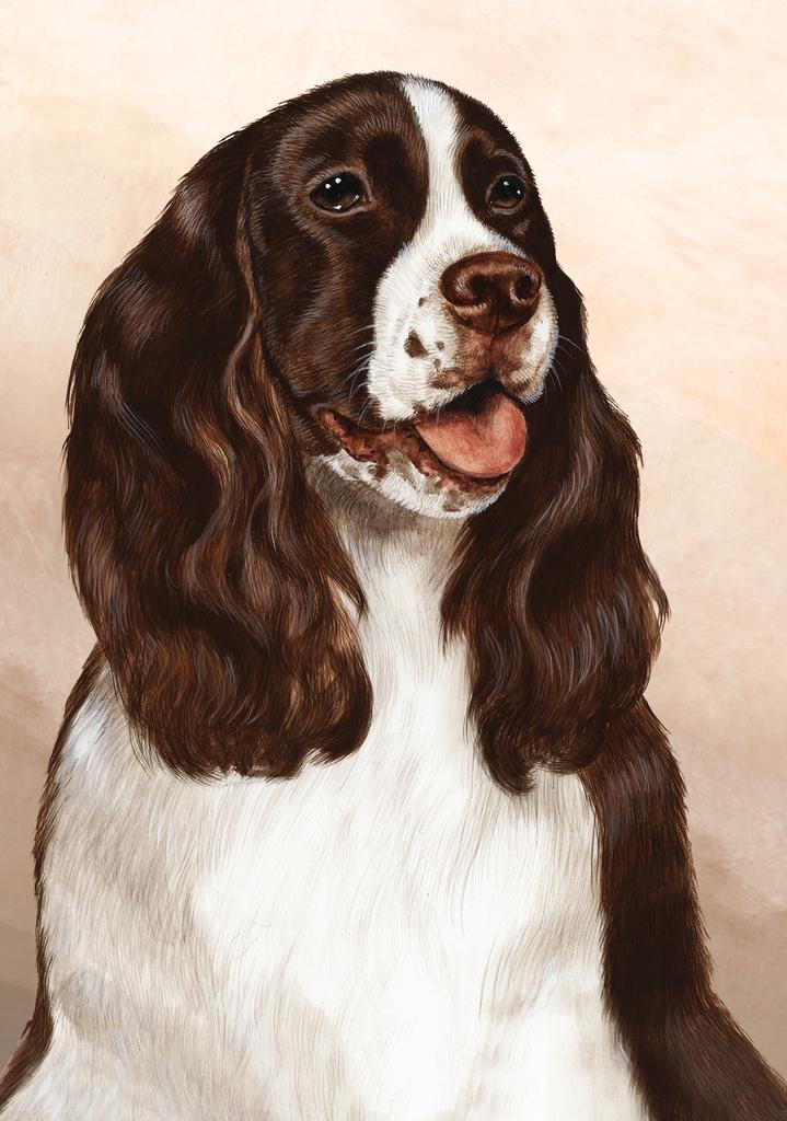 Springer Spaniel Dog by Tamara Burnett Box of 10 Blank Note Cards 4x5 266638 1099-4x5